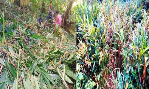 Kerala ;इलायची के पौधे गर्मी में जल गए, किसानों की आंखों में आंसू
