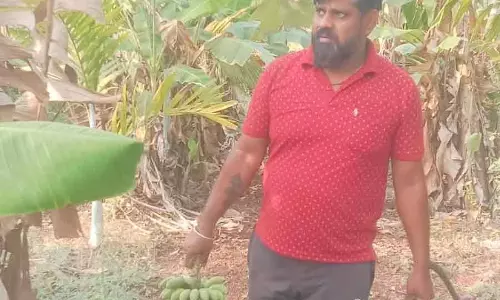 Karnataka; इलायची वाले केले ने अंचतागेरी के युवा किसान अशोक फिरोजी की ज़िंदगी बेहतर बना दी Karnataka; इलायची वाले केले ने अंचतागेरी के युवा किसान अशोक फिरोजी की ज़िंदगी बेहतर बना दी