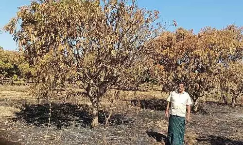 Chikkajajur : अचानक लगी आग से आम के पेड़ों को नुकसान