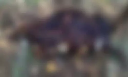 Dharampura : विस्फोटकों से काटने के बाद पालतू कुत्ते की मौत