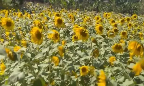 Idukki में सूरजमुखी खेत से बाइसन घाटी में नई चमक Idukki में सूरजमुखी खेत से बाइसन घाटी में नई चमक