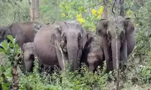 दुखद हमला: Hazaribag में जंगली हाथियों ने 6 लोगों को मार डाला, 4 एक ही परिवार के