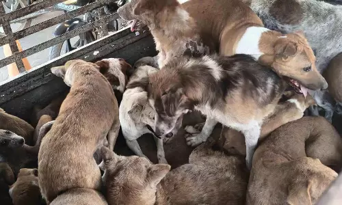 Warangal : 100 आवारा कुत्तों को गैर-कानूनी तरीके से भेजने का मामला Warangal : 100 आवारा कुत्तों को गैर-कानूनी तरीके से भेजने का मामला
