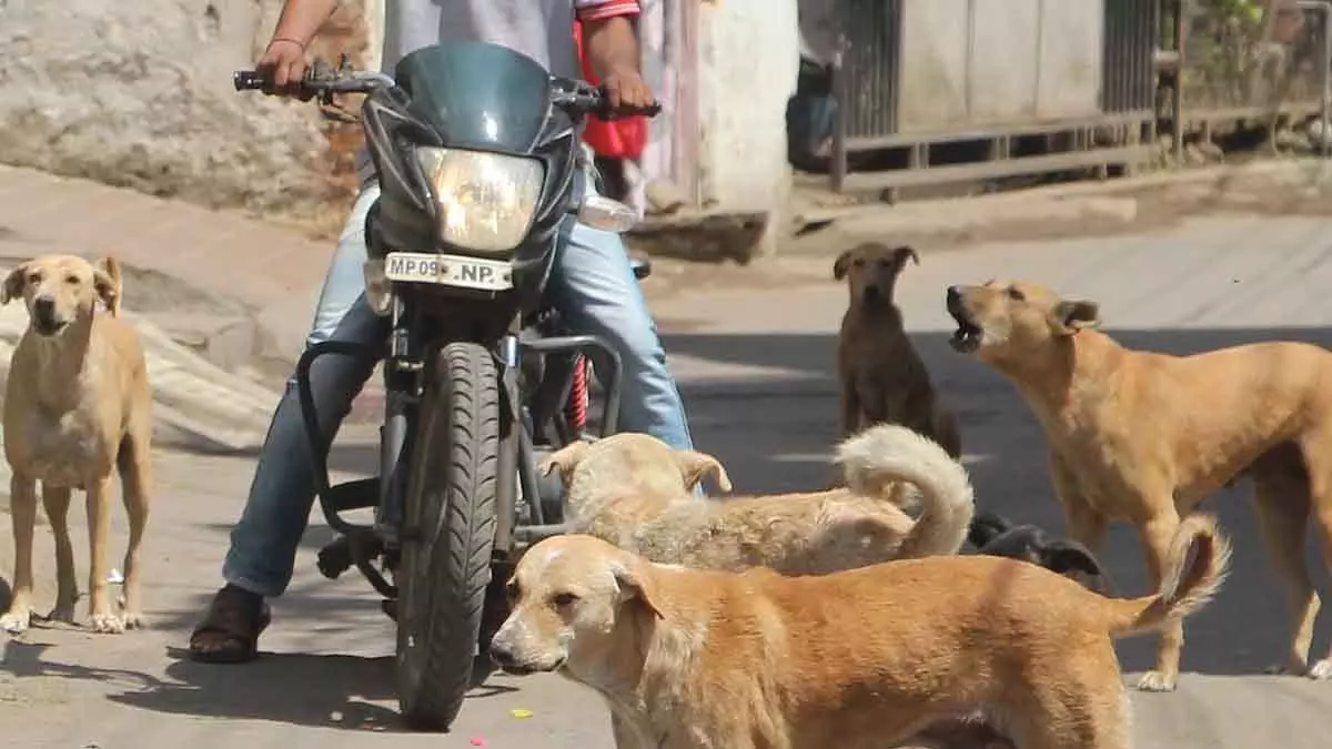 Indore : विजय नगर, खजराना, नंदा नगर से मूसाखेड़ी तक डॉग बाइट के 11 हॉटस्पॉट Indore : विजय नगर, खजराना, नंदा नगर से मूसाखेड़ी तक डॉग बाइट के 11 हॉटस्पॉट
