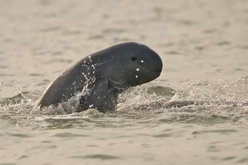 ओडिशा के भीतर्कनिका में Dolphin की संख्या में 11 की गिरावट आई ओडिशा के भीतर्कनिका में Dolphin की संख्या में 11 की गिरावट आई