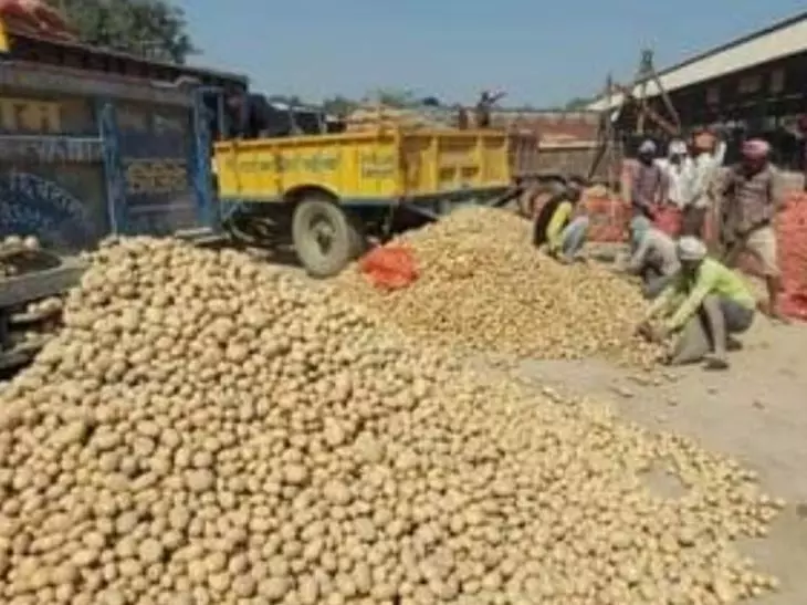 Farrukhabad: आलू बाजार गरमाया, रेट बढ़ने से किसानों के चेहरे खिले Farrukhabad: आलू बाजार गरमाया, रेट बढ़ने से किसानों के चेहरे खिले