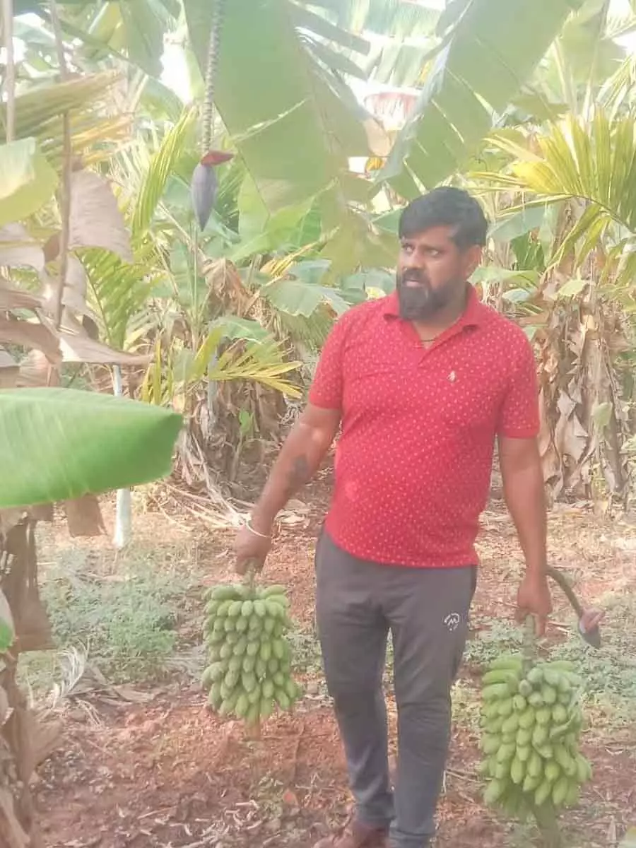 Karnataka; इलायची वाले केले ने अंचतागेरी के युवा किसान अशोक फिरोजी की ज़िंदगी बेहतर बना दी Karnataka; इलायची वाले केले ने अंचतागेरी के युवा किसान अशोक फिरोजी की ज़िंदगी बेहतर बना दी