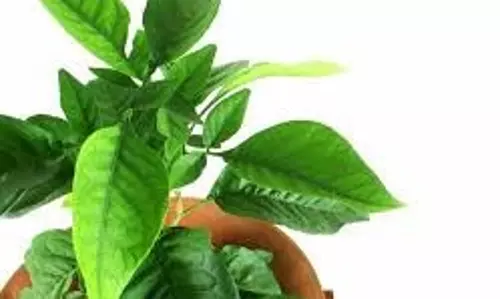 Belpatra Todne ke Niyam: जानिए  महाशिवरात्रि पर बिल्वपत्र तोड़ने को लेकर क्या हैं शास्त्रों में नियम