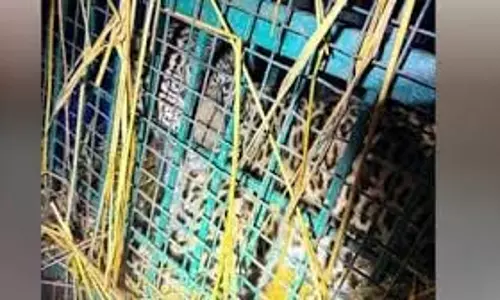 Bahraich: बच्ची को निवाला बनाने वाला तेंदुआ हुआ पिंजड़े में कैद Bahraich: बच्ची को निवाला बनाने वाला तेंदुआ हुआ पिंजड़े में कैद