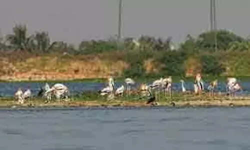 Tamil Nadu सरकार एक साथ पक्षियों की जनगणना करेगी