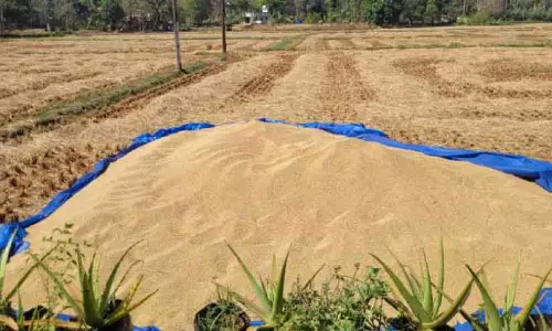 Kerala : बंपर फसल के बावजूद, चावल किसान संकट में Kerala : बंपर फसल के बावजूद, चावल किसान संकट में