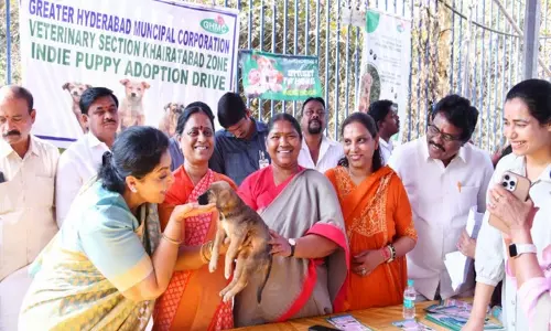 तेलंगाना में कोंडा सुरेखा, रेणुका चौधरी द्वारा समर्थित GHMC पहल में 30 पिल्लों को घर मिला तेलंगाना में कोंडा सुरेखा, रेणुका चौधरी द्वारा समर्थित GHMC पहल में 30 पिल्लों को घर मिला