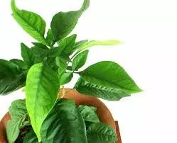 Belpatra Todne ke Niyam: जानिए महाशिवरात्रि पर बिल्वपत्र तोड़ने को लेकर क्या हैं शास्त्रों में नियम Belpatra Todne ke Niyam: जानिए महाशिवरात्रि पर बिल्वपत्र तोड़ने को लेकर क्या हैं शास्त्रों में नियम