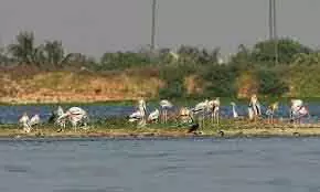 Tamil Nadu सरकार एक साथ पक्षियों की जनगणना करेगी Tamil Nadu सरकार एक साथ पक्षियों की जनगणना करेगी