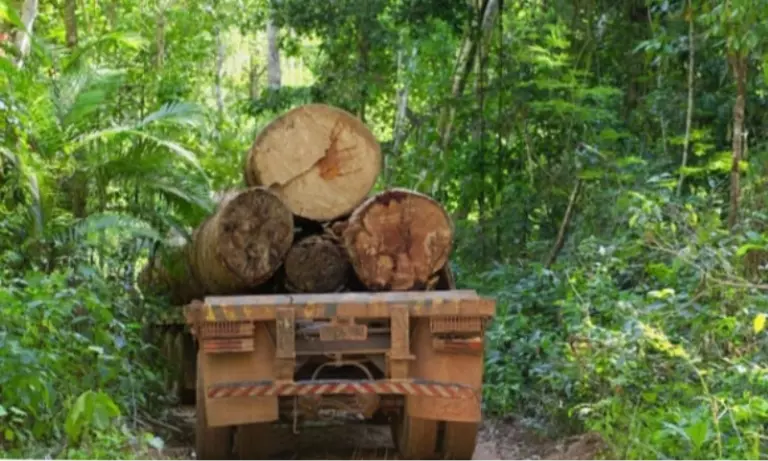 Timber Mafia के हिंसक साम्राज्य ने असम की प्राचीन हरियाली को तबाह कर दिया Timber Mafia के हिंसक साम्राज्य ने असम की प्राचीन हरियाली को तबाह कर दिया