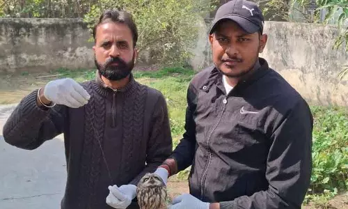 अंबाला में उल्लू को चीनी मांझे से बचाया