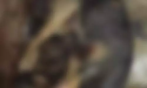 6 पिल्लों की मां पर एसिड अटैक, बेजुबान को निशाना बनाया 6 पिल्लों की मां पर एसिड अटैक, बेजुबान को निशाना बनाया