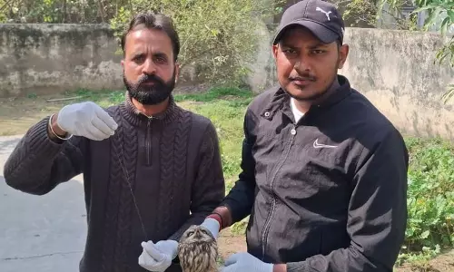 Haryana के अंबाला शहर में वाइल्डलाइफ डिपार्टमेंट और वंदे मातरम दल ने चीनी मांझे में उलझे उल्लू को बचाया