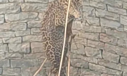 Tiptur : वन विभाग और गांववालों ने कुएं में गिरे तेंदुए को बचाया Tiptur : वन विभाग और गांववालों ने कुएं में गिरे तेंदुए को बचाया
