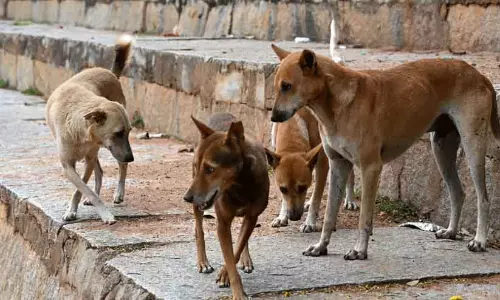 Kerala : कुरमबाला में सात लोगों को आवारा कुत्तों ने काटा Kerala : कुरमबाला में सात लोगों को आवारा कुत्तों ने काटा