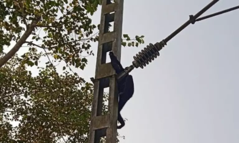 Assam के होलोंगापार सैंक्चुअरी में करंट लगने से वेस्टर्न हूलॉक गिब्बन की मौत Assam के होलोंगापार सैंक्चुअरी में करंट लगने से वेस्टर्न हूलॉक गिब्बन की मौत