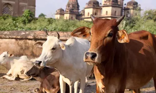 भारत का पहला गाय संस्कृति संग्रहालय UP के मथुरा में खुलेगा