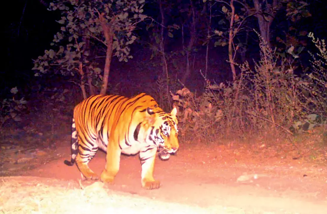 Tiger ने एक और मवेशी को मारा, अधिकारी इंतज़ार कर रहे हैं Tiger ने एक और मवेशी को मारा, अधिकारी इंतज़ार कर रहे हैं