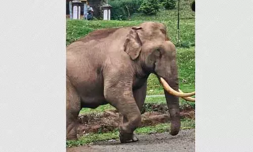 Munnar में जंगली हाथी ने कार पर हमला किया: दो लोग बाल-बाल बचे Munnar में जंगली हाथी ने कार पर हमला किया: दो लोग बाल-बाल बचे