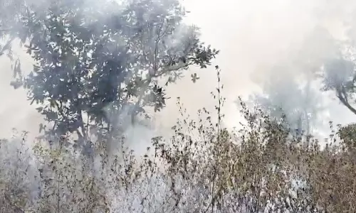 नीलगिरी पेड़ों में लगी आग, पिथौरा के पास की घटना नीलगिरी पेड़ों में लगी आग, पिथौरा के पास की घटना