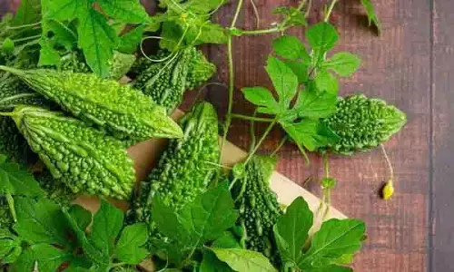 करेले के पत्ते भी देंगे कई Health Benefits, इन्हें लेना न भूलें करेले के पत्ते भी देंगे कई Health Benefits, इन्हें लेना न भूलें