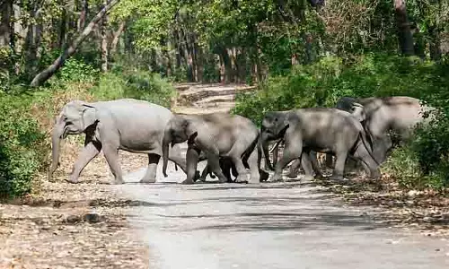 Jhargram में हाथी ने सूंड से पकड़कर एक व्यक्ति को मार डाला Jhargram में हाथी ने सूंड से पकड़कर एक व्यक्ति को मार डाला