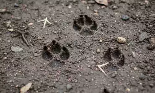 अज्ञात जानवरों के animals को लेकर फिर चिंता अज्ञात जानवरों के animals को लेकर फिर चिंता