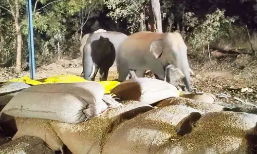 धान खरीदी केन्द्र पर हाथियों का हमला, बोरियों और फसलों को भारी नुकसान धान खरीदी केन्द्र पर हाथियों का हमला, बोरियों और फसलों को भारी नुकसान