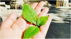 Belpatra Chadhane Ki Vidhi: जानें महाशिवरात्रि पर बिल्वपत्र अर्पित करने का सही तरीका और नियम Belpatra Chadhane Ki Vidhi: जानें महाशिवरात्रि पर बिल्वपत्र अर्पित करने का सही तरीका और नियम