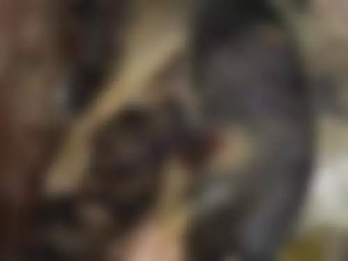 6 पिल्लों की मां पर एसिड अटैक, बेजुबान को निशाना बनाया 6 पिल्लों की मां पर एसिड अटैक, बेजुबान को निशाना बनाया