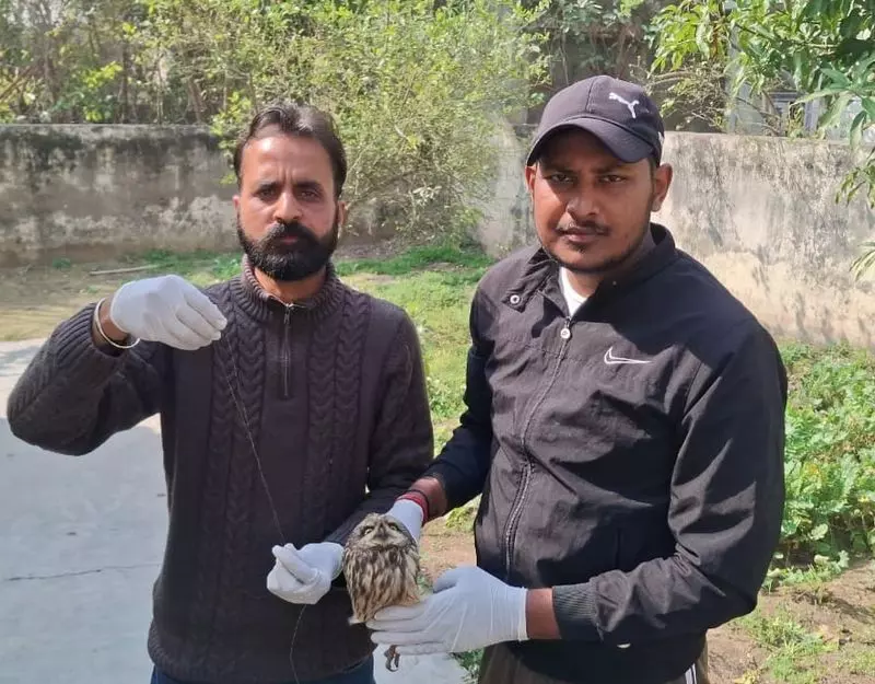 Haryana के अंबाला शहर में वाइल्डलाइफ डिपार्टमेंट और वंदे मातरम दल ने चीनी मांझे में उलझे उल्लू को बचाया Haryana के अंबाला शहर में वाइल्डलाइफ डिपार्टमेंट और वंदे मातरम दल ने चीनी मांझे में उलझे उल्लू को बचाया