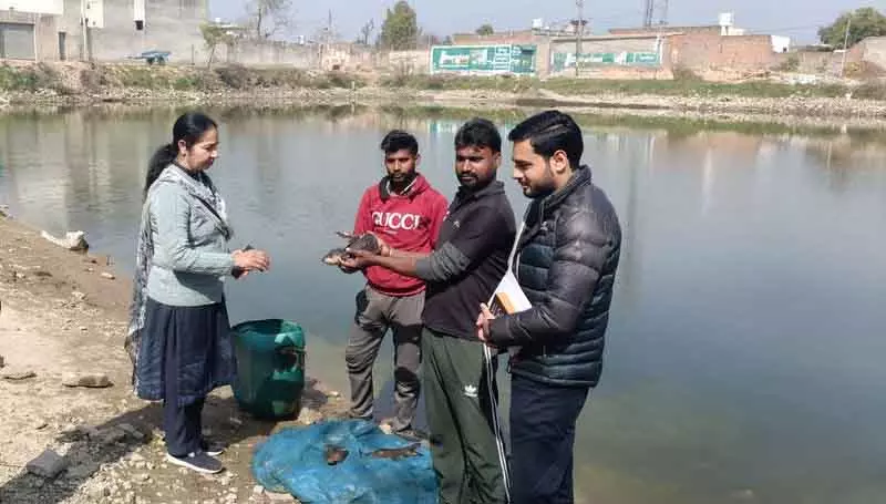 दुबई से लौटे व्यक्ति ने बरनाला में मछली पालन से सफलता पाई दुबई से लौटे व्यक्ति ने बरनाला में मछली पालन से सफलता पाई