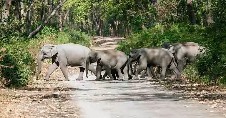 Jhargram में हाथी ने सूंड से पकड़कर एक व्यक्ति को मार डाला Jhargram में हाथी ने सूंड से पकड़कर एक व्यक्ति को मार डाला