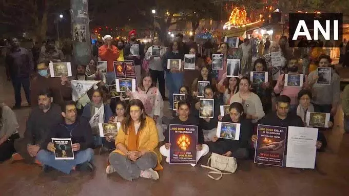 प्राचीन हनुमान Temple के पास प्रार्थना सभा, 500 कुत्तों की कथित हत्या के खिलाफ श्रद्धांजलि प्राचीन हनुमान Temple के पास प्रार्थना सभा, 500 कुत्तों की कथित हत्या के खिलाफ श्रद्धांजलि