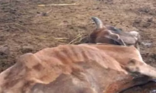 6 गाय नहर में मृत हालत में मिले, ग्रामीणों ने जांच की मांग की