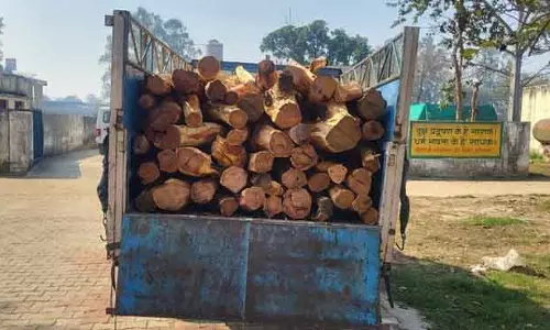 Yamunanagar वन विभाग की टीम ने 20 किलोमीटर तक पीछा करने के बाद खैर के 99 लट्ठे जब्त किए