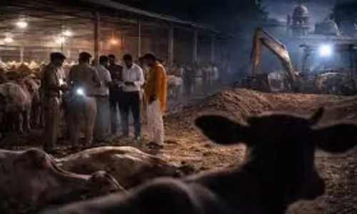 Bijnor: रोड के किनारे 6 गायों के शव मिलने से  हड़कंप