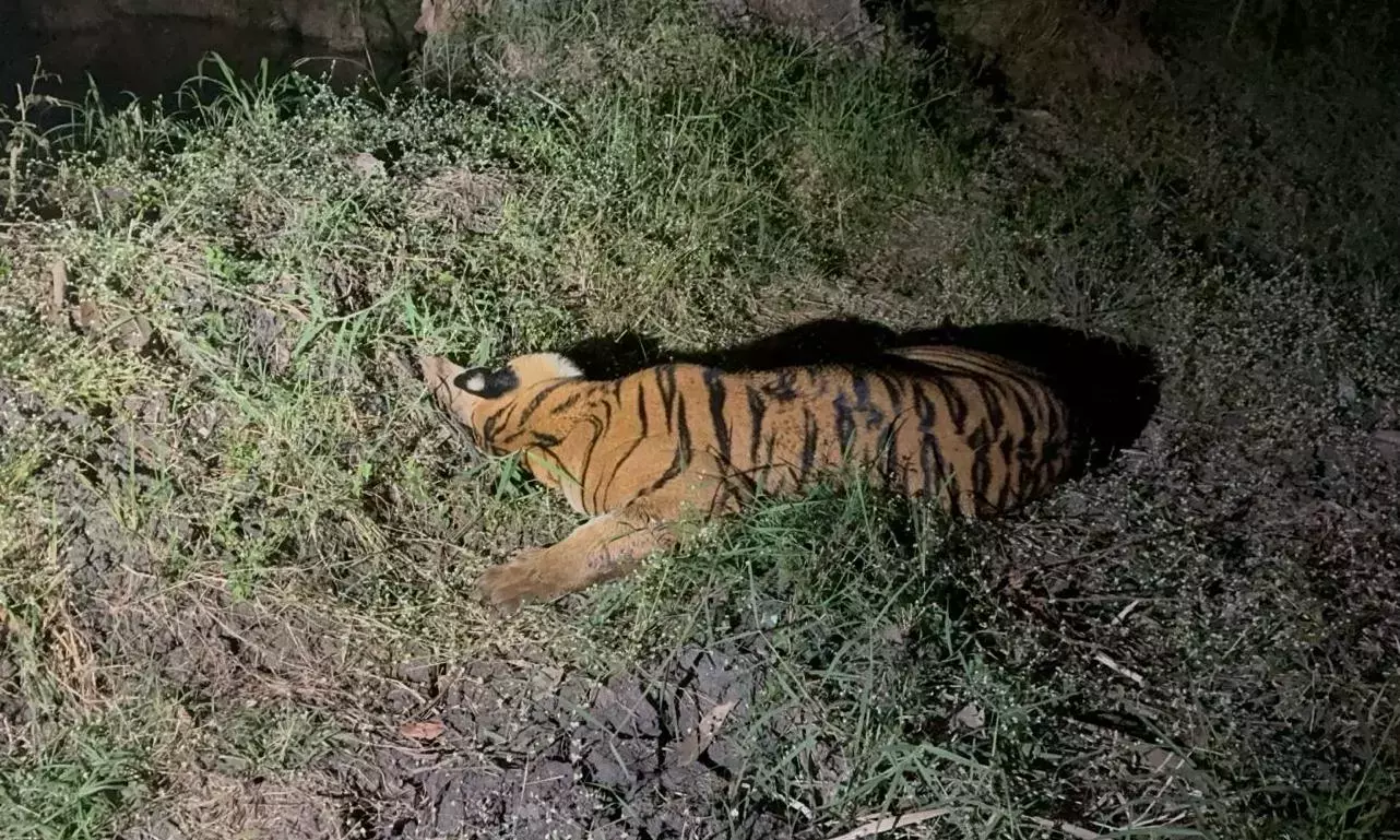 Andhra: भटके हुए बाघ को पापिकोंडालू नेशनल पार्क में वापस छोड़ा गया Andhra: भटके हुए बाघ को पापिकोंडालू नेशनल पार्क में वापस छोड़ा गया