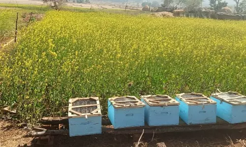 मधुमक्खी पालन से स्व-सहायता समूह की आय में वृद्धि मधुमक्खी पालन से स्व-सहायता समूह की आय में वृद्धि