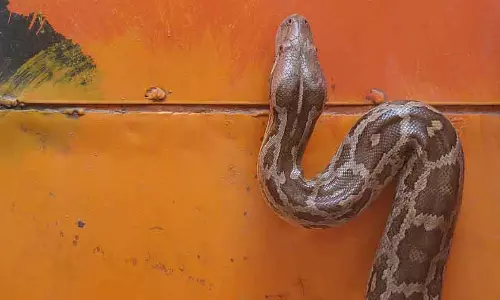 Maharashtra: वंदे भारत के टॉयलेट में सांप रखने के आरोप में व्यक्ति को गिरफ्तार किया Maharashtra: वंदे भारत के टॉयलेट में सांप रखने के आरोप में व्यक्ति को गिरफ्तार किया
