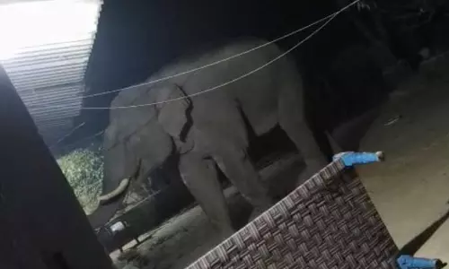 रौंदकर मार डाला...हाथी ने 100 साल के पुजारी को बनाया निशाना रौंदकर मार डाला...हाथी ने 100 साल के पुजारी को बनाया निशाना