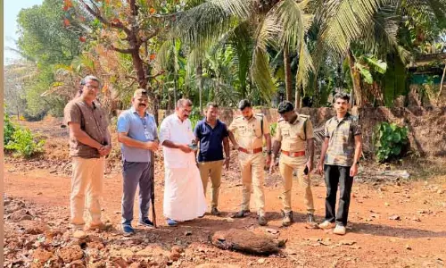 Kerala ; सूअरों को गोली मार दी गई Kerala ; सूअरों को गोली मार दी गई