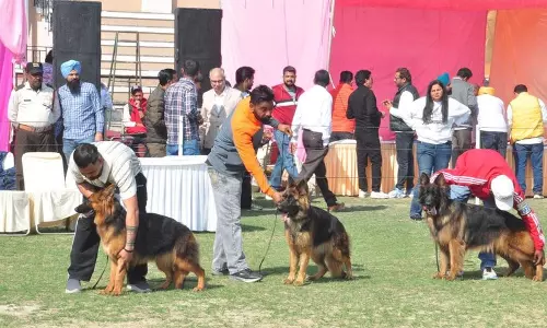 Punjab में कुत्तों के काटने के बढ़ते मामलों के बीच डॉग शो में कुत्तों से प्यार करने वालों की भीड़ उमड़ी