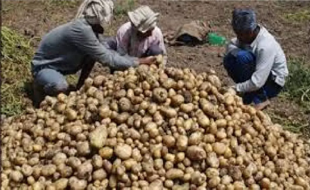Farrukhabad: मंडियों में औंधे मुंह गिरे आलू के भाव Farrukhabad: मंडियों में औंधे मुंह गिरे आलू के भाव