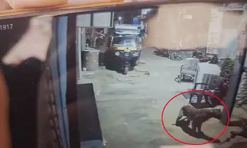 Karnataka : हम्पी के विरुपाक्ष मंदिर के पास तेंदुआ घूम रहा है Karnataka : हम्पी के विरुपाक्ष मंदिर के पास तेंदुआ घूम रहा है